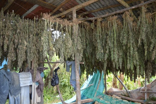 Gobierno de Jamaica asiste la transición de las personas cultivadoras tradicionales hacia la industria legal del cannabis