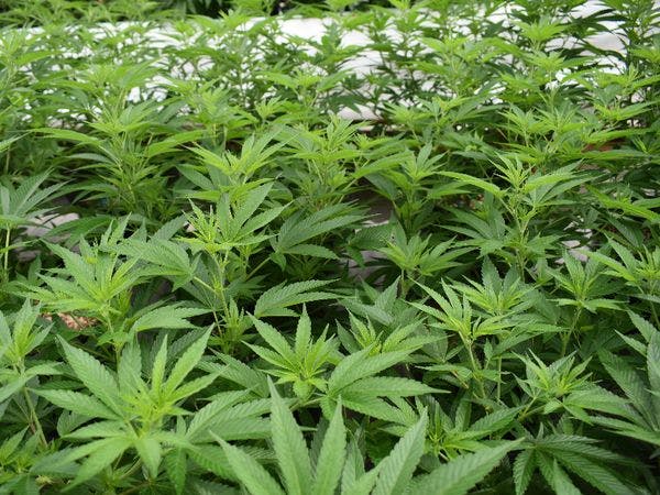 Jamaica: Asociación de cultivadores califica la industria de la marihuana como un experimento fallido