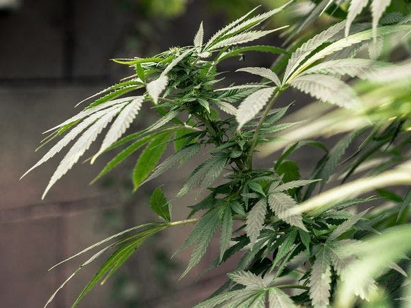 Orientaciones para reducir el riesgo en el uso de cannabis: novedades sobre pruebas y recomendaciones