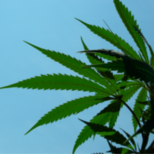 Régulation du marché du cannabis: de A (Anchorage) à Z (Zürich)