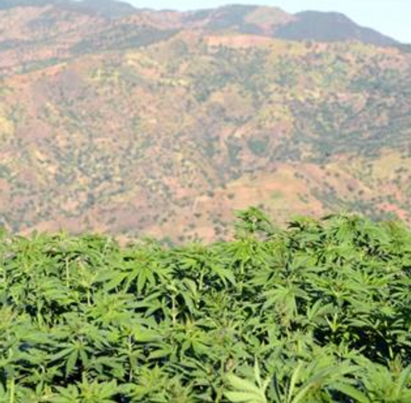 Un partido político marroquí celebra una audiencia para legalizar el cannabis