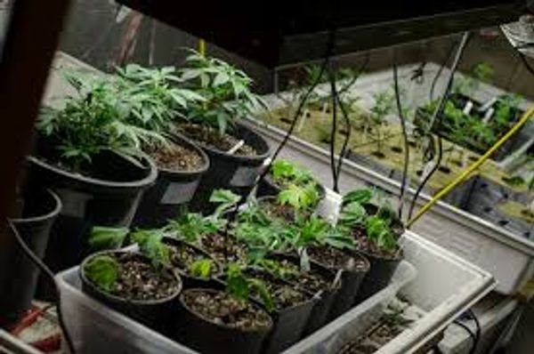 Le Canada lève l’interdiction « arbitraire » de la culture de cannabis médicinal pour usage personnel