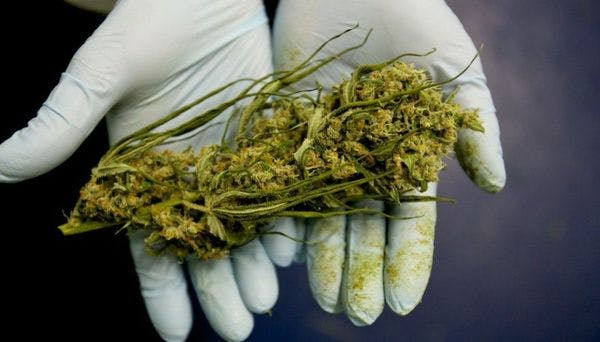 Instituto Nacional del Cáncer pide fabricar medicamentos a base de cannabis