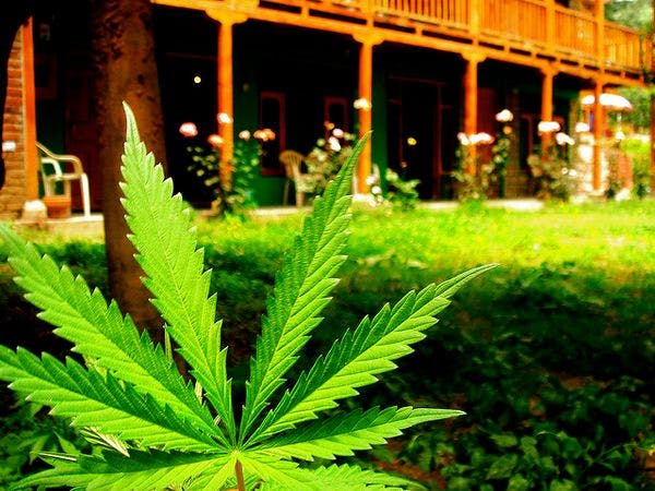 Australia - Medicinal cannabis a step closer with legislation to allow cultivation
