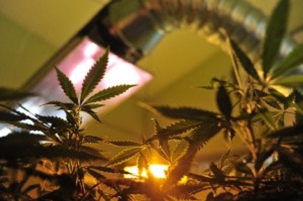 Los estados de Maine y Maryland presentan proyectos de ley para legalizar la marihuana