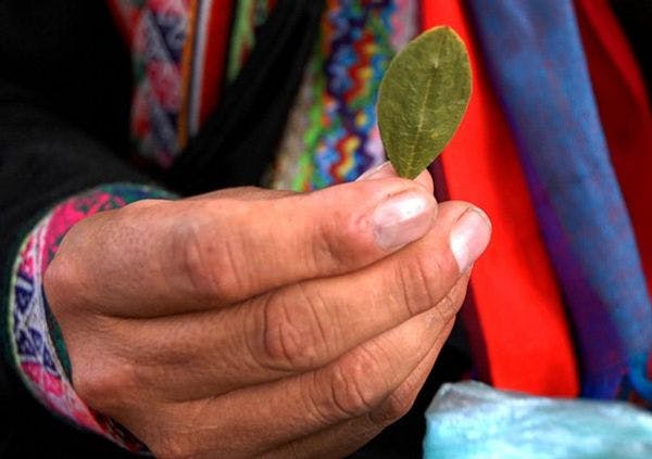 Morales: Bolivia sigue campaña para mostrar al mundo que la coca no hace daño