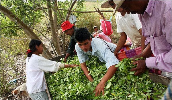 Apuesta cocalera: más de 60.000 familias cultivan coca en Colombia