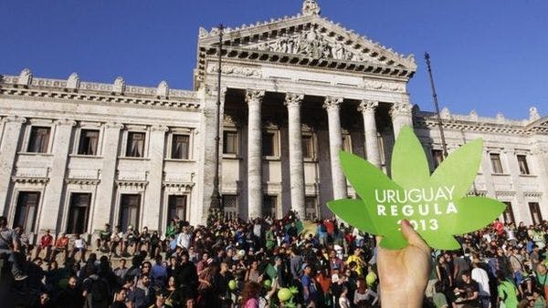 Carta del CIDDH sobre la aprobación de la Ley de regulación del mercado del cannabis en Uruguay