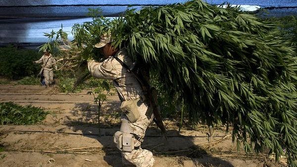 Prominent Mexicans urge government to decriminalise cannabis