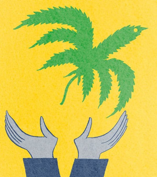 Dans un rapport parlementaire, la députée PS Anne-Yvonne Le Drain préconise une légalisation contrôlée du cannabis dans la sphère privée