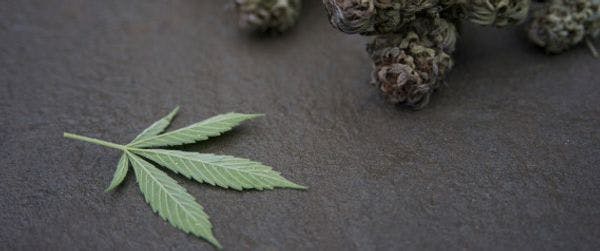 Romania legalises medical marijuana
