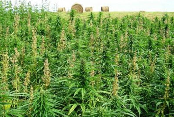 A qui profiterait la légalisation du cannabis ?