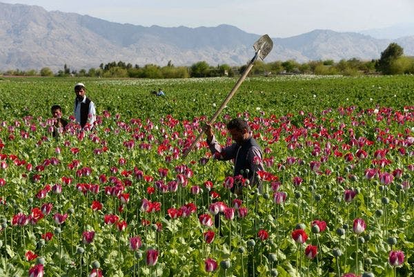 Un pays sous influence: Afghanistan et opium
