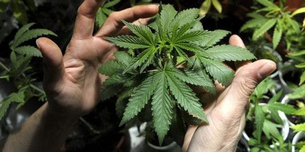 Il est désormais légal d'acheter du cannabis dans l'Etat de Washington