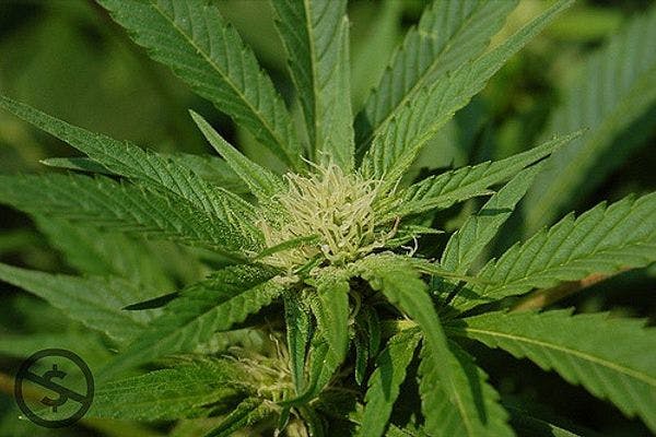 Proposition de Loi-cadre instaurant un marché réglementé du cannabis en Belgique
