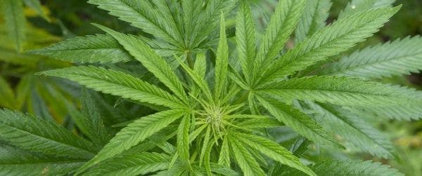 Marijuana drastically shrinks aggressive form of brain cancer, new study finds