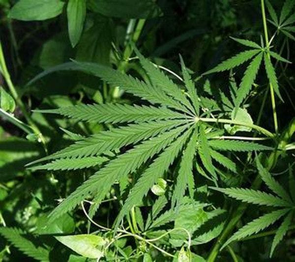 Un estudio demuestra que el uso médico del cannabis reduce la mortalidad por opiáceos