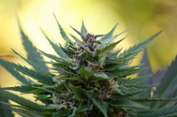 Etats-Unis : les organes législatif du Vermont approuvent l’usage récréatif du cannabis