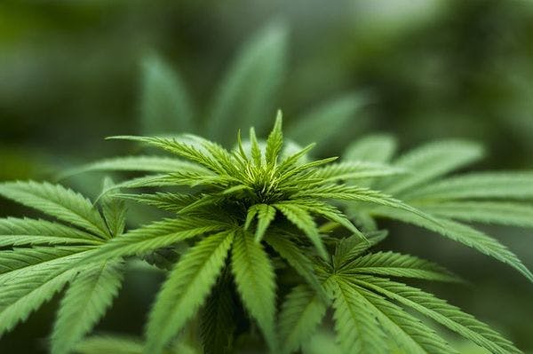  Cannabis en France : « Cette réforme n’est pas une mesure de santé publique »