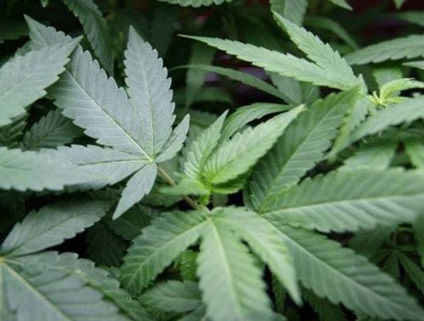 Uruguay unveils marijuana regulation details