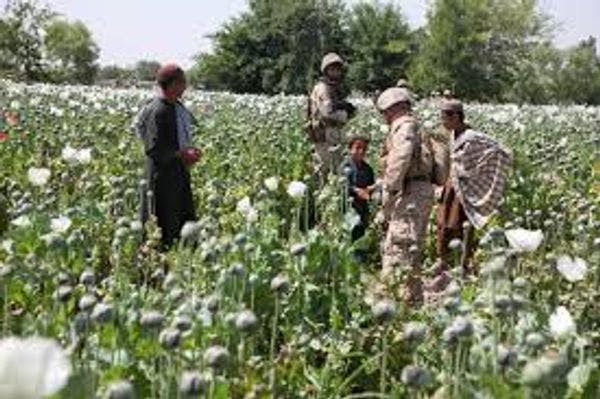 Los extremos de la política de drogas en el Medio Oriente y África del Norte: Drogas, militantes y derechos humanos
