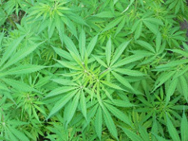 St Kitts-Nevis to launch cannabis decriminalisation dialogue