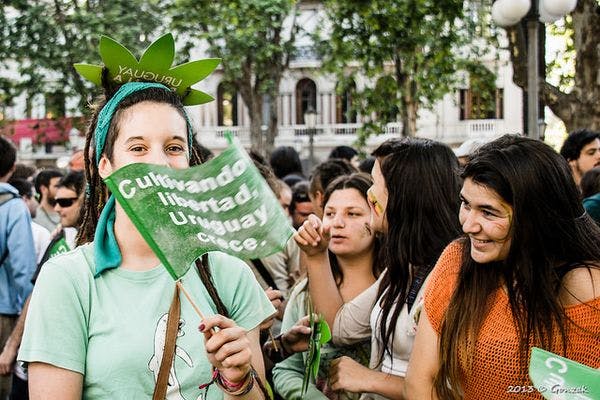 Uruguay: Regulación captó al 40% de los consumidores intensivos de cannabis
