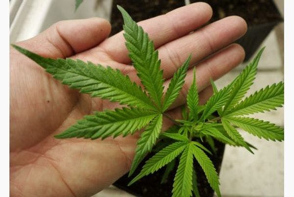 Le cannabis à usage médical: le gouvernement canadien lance un marché libre de plusieurs milliards de dollars
