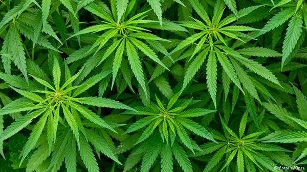 Cannabis gains acceptance as medicinal product in Germany