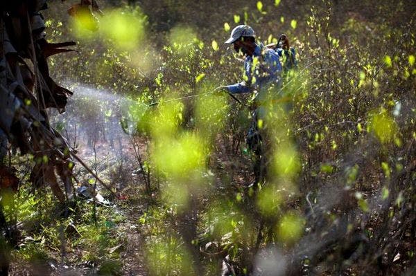 Peru postpones coca crop destruction