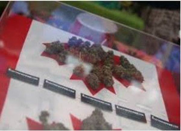Legalizar el cannabis en Canadá contravendrá tratados globales, advierte el Gobierno