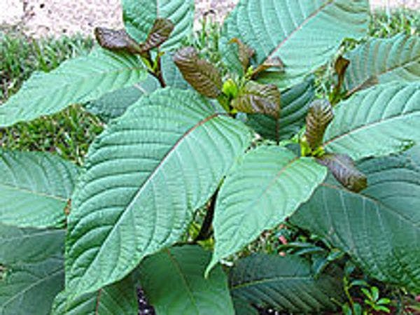 From Kratom to mitragynine and its derivatives: Physiological and behavioural effects related to use, abuse, and addiction