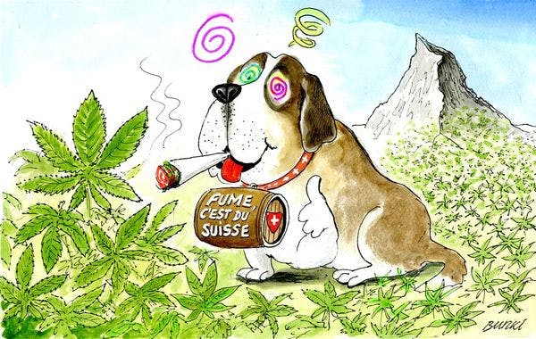 Cannabis legalisation returns on the Swiss agenda