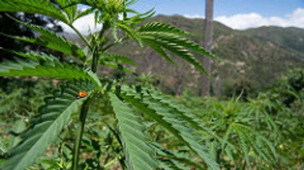 Une Dose de Science: le cannabis comme substitut aux antalgiques opioïdes