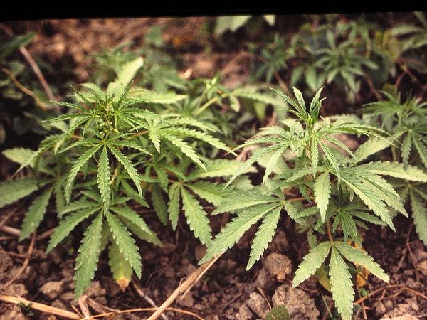 CIDH se pronunciará sobre cultivo ilegal de marihuana en Chile