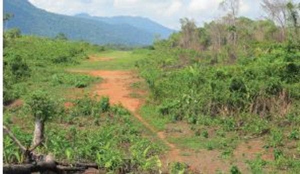 Drug policy as conservation policy: Narco-deforestation