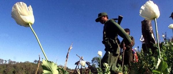 Alternative crop programs for Myanmar opium farmers: Doomed to fail?