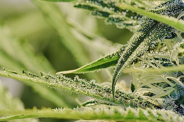 Cannabis: le plan de légalisation de trois scientifiques belges