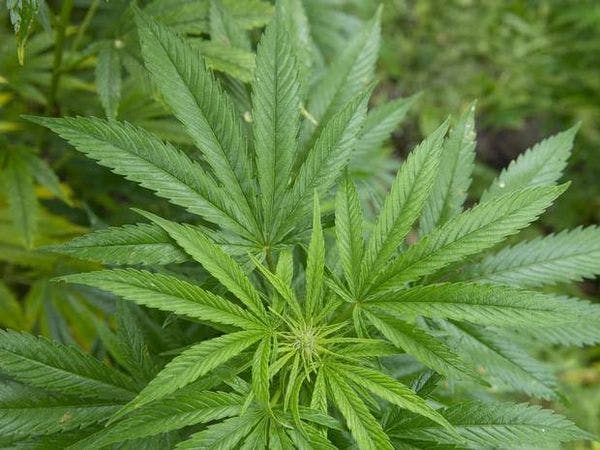 New cannabis-based epilepsy drug showing 'promise' in clinical trials on children 