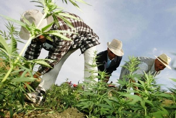 Presentan ante el parlamento marroquí una propuesta de ley para legalizar el cannabis