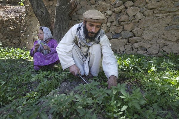 Más familias afganas dedicadas al cultivo de cannabis 