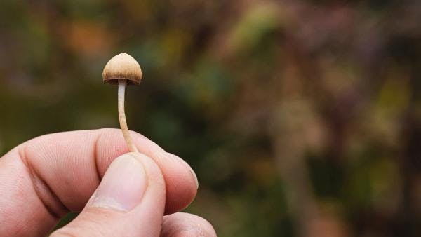 Australia becomes first country to recognise psychedelics as medicines