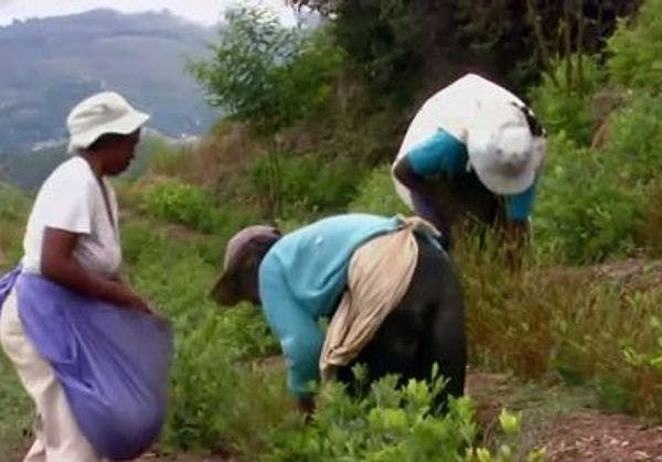 Has Bolivia's coca-growing scheme worked?