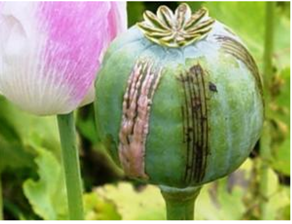 Guatemala estudia la posibilidad de legalizar el cultivo de opio medicinal