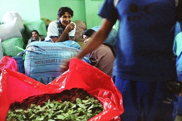 Bolivia propone que se comercie la hoja de coca