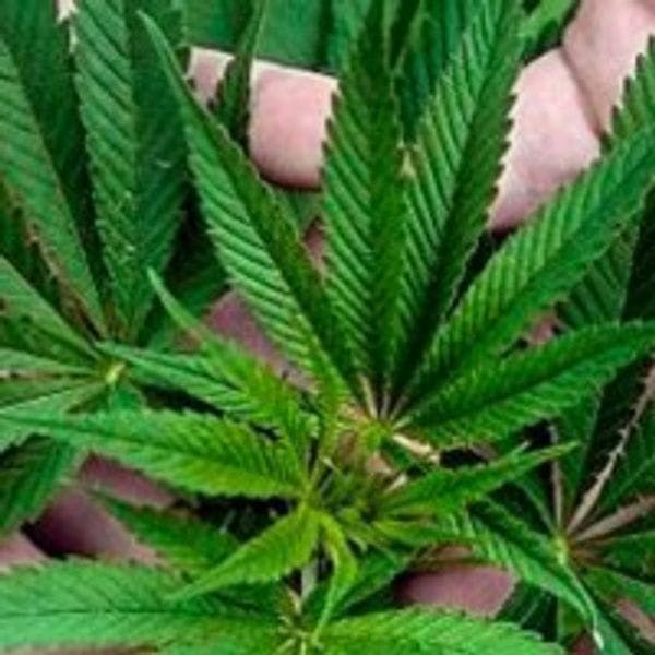Initiative citoyenne parlementaire en Autriche pour la légalisation du cannabis 