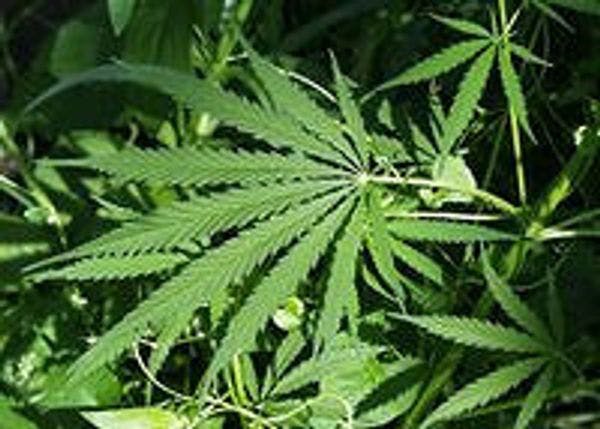 Mexico legalises medical cannabis