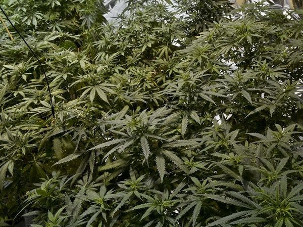 In Mexico, is legalised pot just a pipe dream?