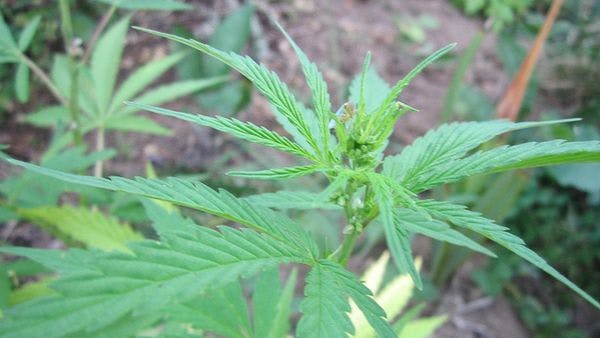 El Parlamento griego aprueba un proyecto de ley para regular la producción de cannabis medicinal