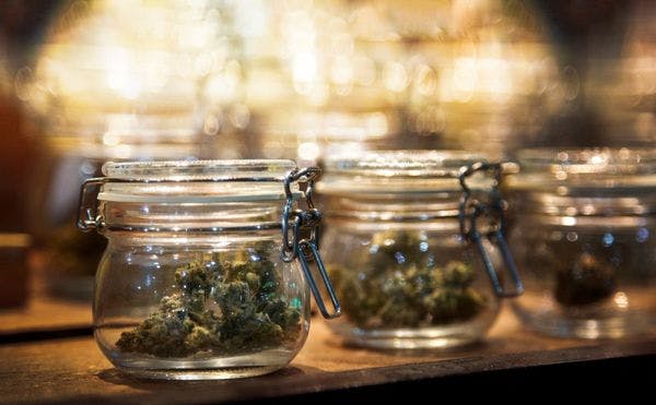 Cannabis clubs in Barcelona: a world benchmark at risk of extinction